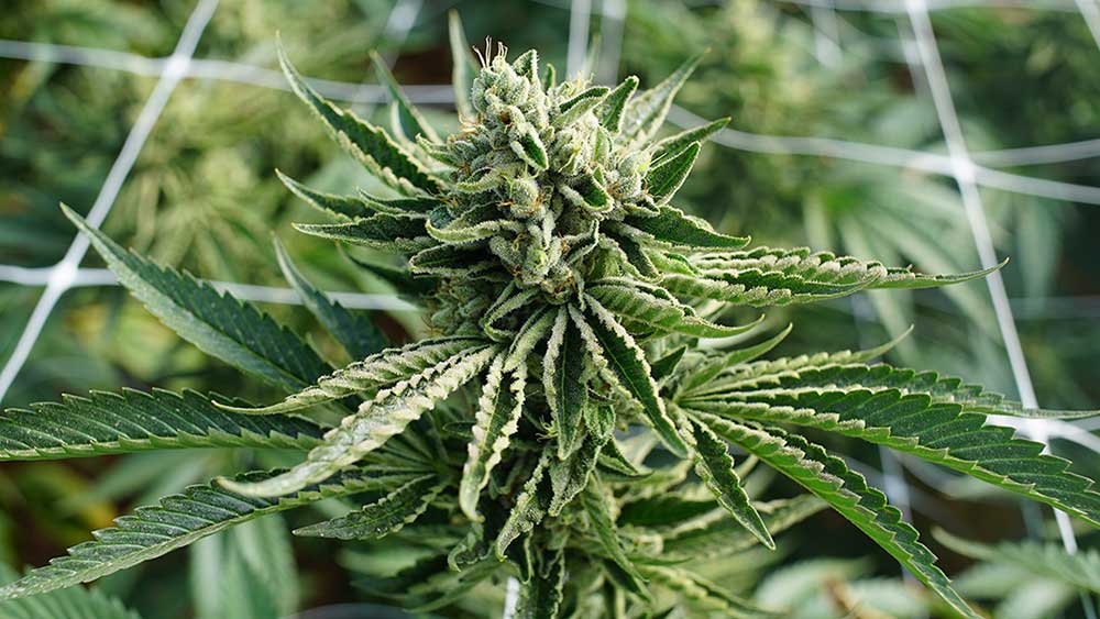 Hemp leaf with dew drops